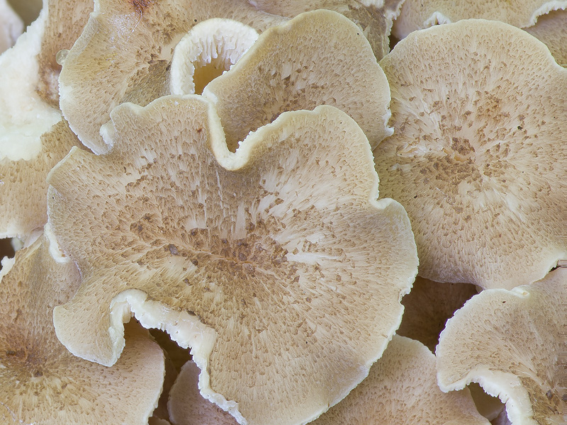 Polyporus umbellatus